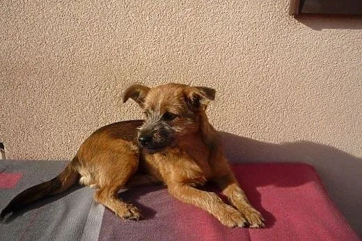 Kajus-malutki 4-5 miesieczny szczeniaczek,adopcja!