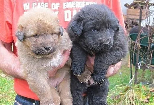 Sunie mix owczarka 6 ty,adopcja!!, świętokrzyskie