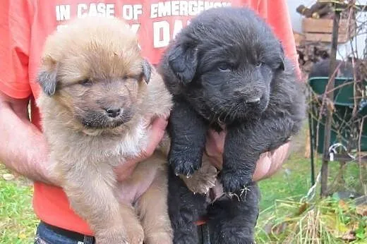 Sunie mix owczarka 6 ty,adopcja!!, świętokrzyskie Kielce