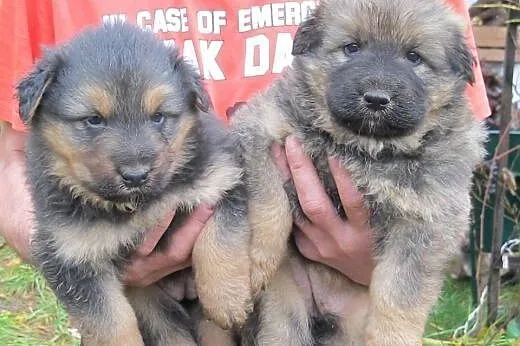 Sunie mix owczarka 6 ty,adopcja!!,  świętokrzyskie