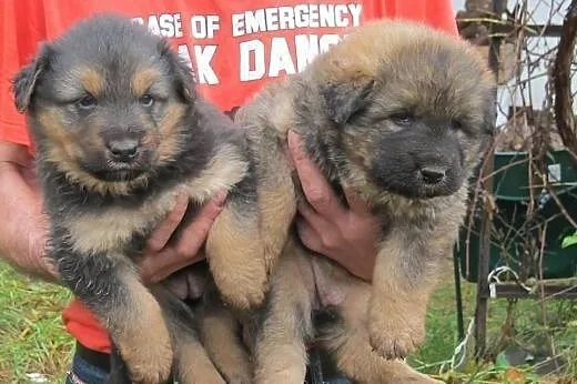 Sunie mix owczarka 6 ty,adopcja!!,  świętokrzyskie