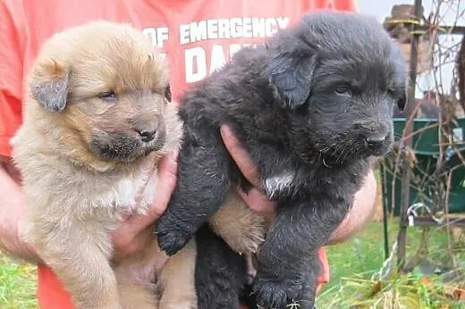 Sunie mix owczarka 6 ty,adopcja!!,  świętokrzyskie