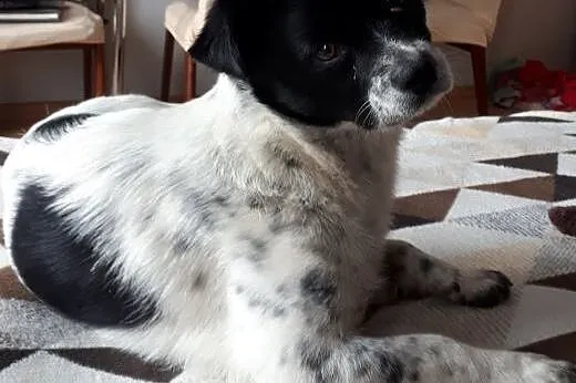 Maisy: 2-letnia spokojna sunia do pilnej adopcji.,,  małopolskie Kraków, Małopolskie, Kraków