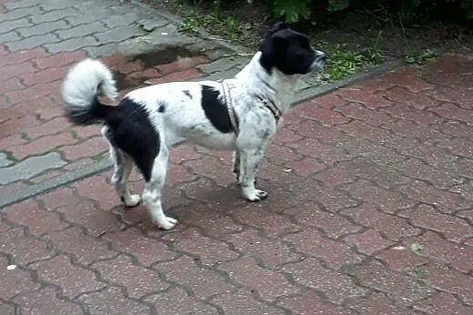Maisy: 2-letnia spokojna sunia do pilnej adopcji.,,  małopolskie Kraków, Małopolskie, Kraków