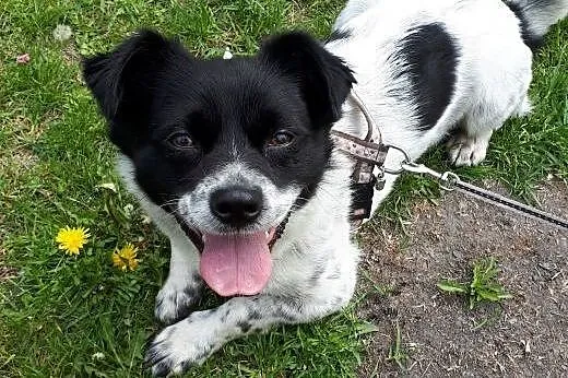 Maisy: 2-letnia spokojna sunia do pilnej adopcji.,,  małopolskie Kraków, Małopolskie, Kraków
