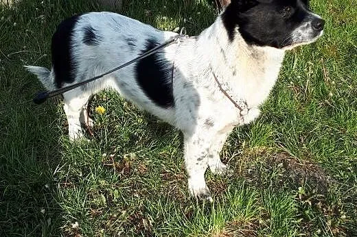 Maisy: 2-letnia spokojna sunia do pilnej adopcji.,,  małopolskie Kraków, Małopolskie, Kraków