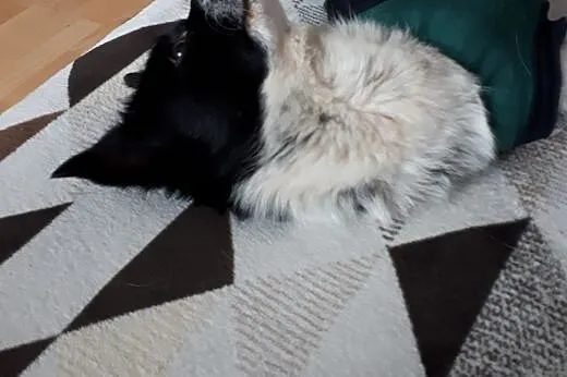 Maisy: 2-letnia spokojna sunia do pilnej adopcji.,,  małopolskie Kraków, Małopolskie, Kraków