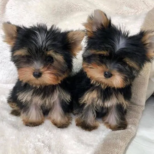 Szczenięta Yorkshire Terrier, pies i suczka.......................