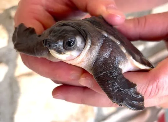 Carettochelys insculpta or Pig-nosed turtle for sale on Native Exotics Europe, , Warzęgowo