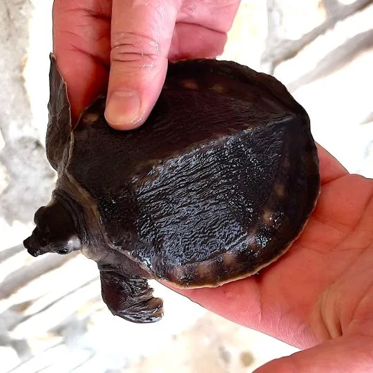Carettochelys insculpta or Pig-nosed turtle for sale on Native Exotics Europe