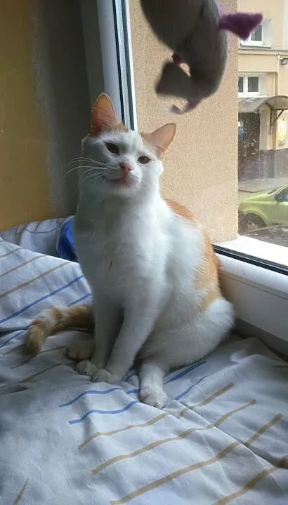Kocur Miecio szuka domu