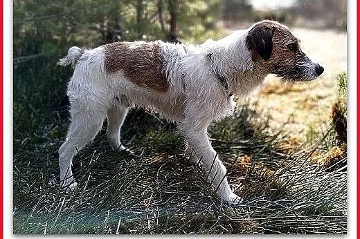 MISIEK - fajny, 5 letni psiak uratowany z łańcucha, Warszawa