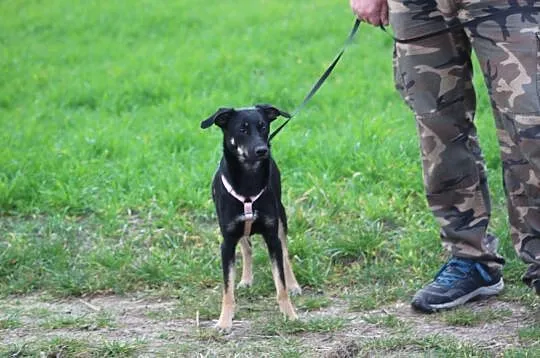 FORSYCJA młodziutka sunia z ulicy, , Grabce-Towarzystwo