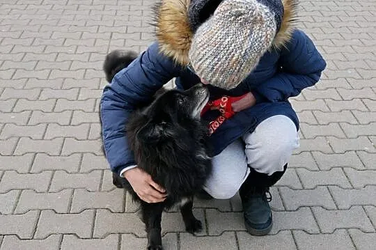 Wesoły przyjacielski piesek szuka dobrego kochającego domku, Śląskie, Katowice