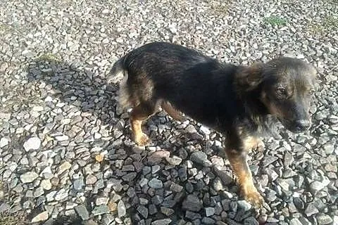 7 miesięczne szczeniaczki potrzebują schronienia p