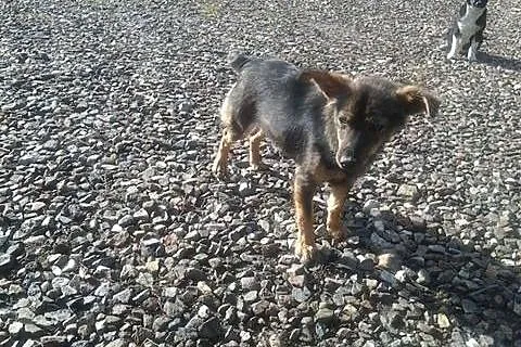 7 miesięczne szczeniaczki potrzebują schronienia p