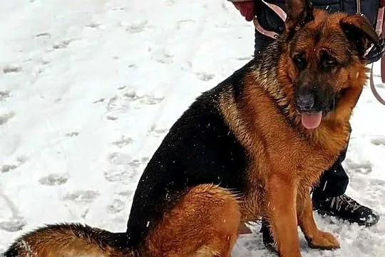 3 letni owczarek niemiecki szuka domu, Dolnośląskie, Pszenno