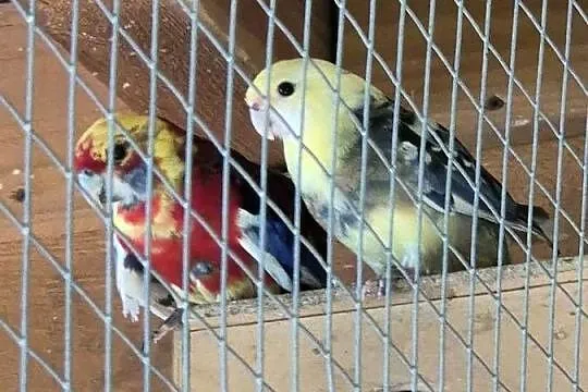 Papugi likwidacja hodowli papug, Pomorskie, Darzlubie