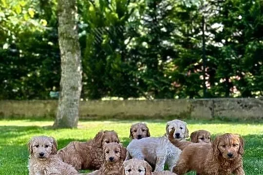 Goldendoodle mini Pudel & Golden retriever F1 Śliczna sunia !!!