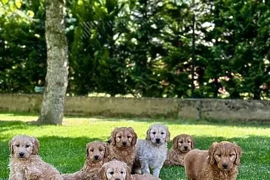 Goldendoodle mini Pudel & Golden retriever F1 Śliczna sunia !!!, Małopolskie, Tarnów