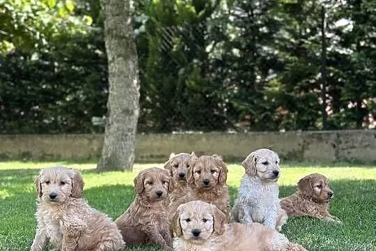 Goldendoodle mini Pudel & Golden retriever F1 Śliczna sunia !!!, Małopolskie, Tarnów