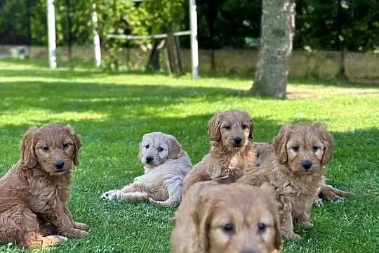 Goldendoodle mini Pudel & Golden retriever F1 Śliczna sunia !!!, Małopolskie, Tarnów