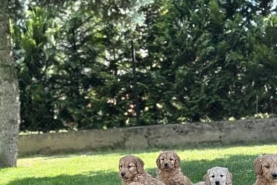Goldendoodle mini Pudel & Golden retriever F1 Śliczna sunia !!!, Małopolskie, Tarnów