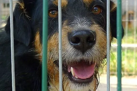 Figiel-przekochany psiak z wesołymi, figlarnymi is
