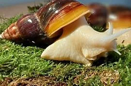 Ślimak Afrykański Lissachatina Fulica albino