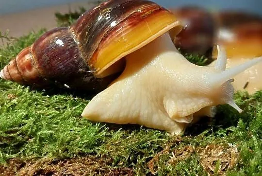 Ślimak Afrykański Lissachatina Fulica albino, Mazowieckie, Warszawa