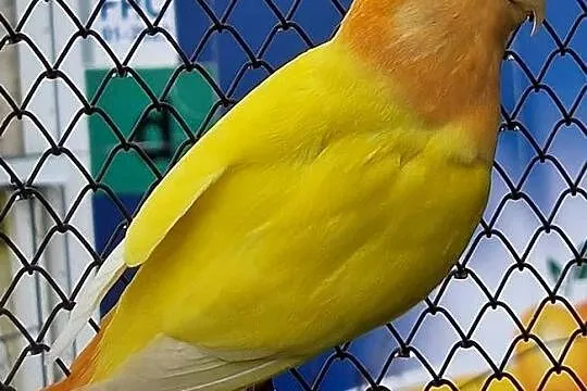 Nierozłączka czerwonoczelna młoda do oswojenia jak i dojrzał, Śląskie, Gliwice