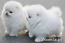 pomeranian szczeniaki do adopcji