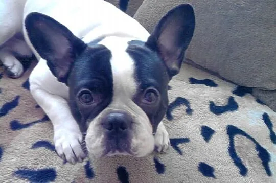Buldog francuski reproduktor