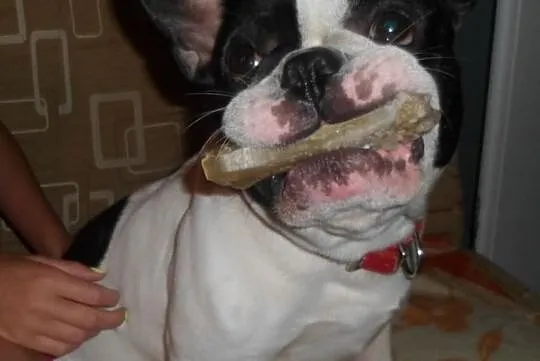 Buldog francuski reproduktor