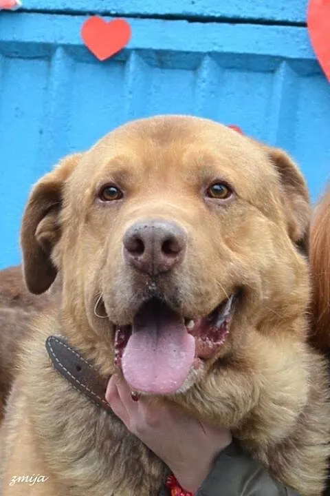 Choco - uroczy olbrzym bez cienia agresji szuka do