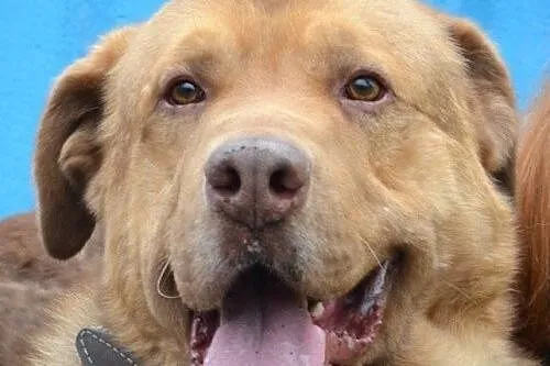 Choco - uroczy olbrzym bez cienia agresji szuka do