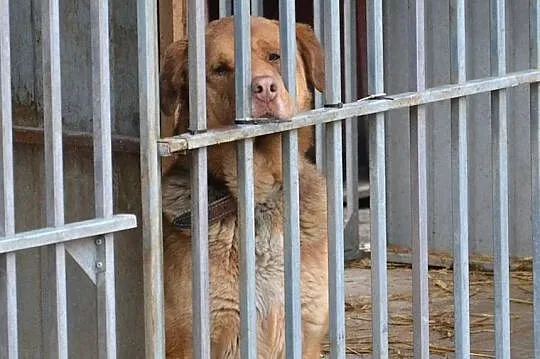Choco - uroczy olbrzym bez cienia agresji szuka do