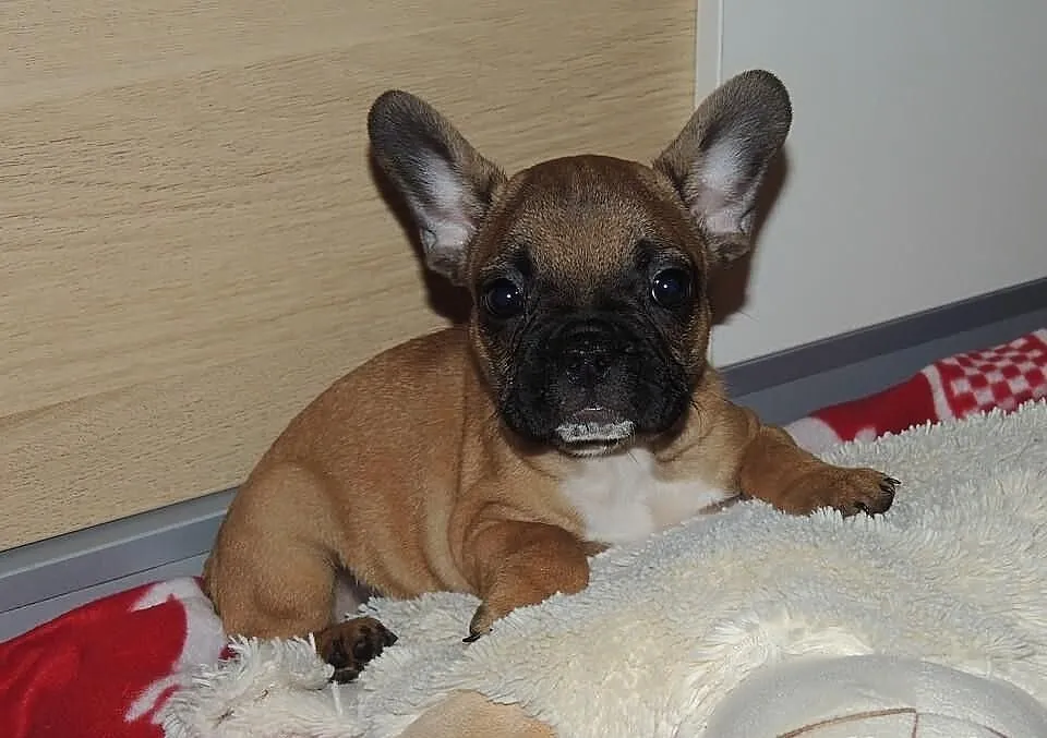 Buldog francuski śliczna suczka -opolskie