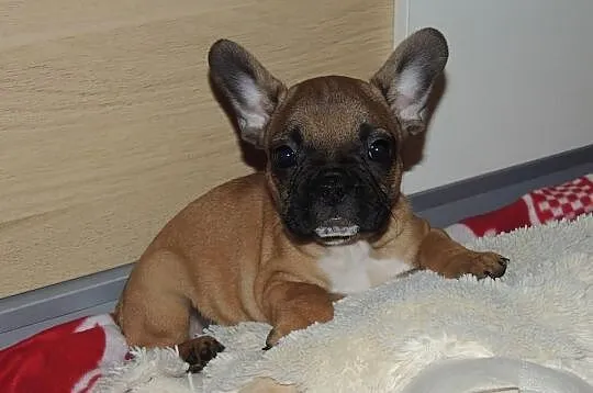 Buldog francuski śliczna suczka -opolskie