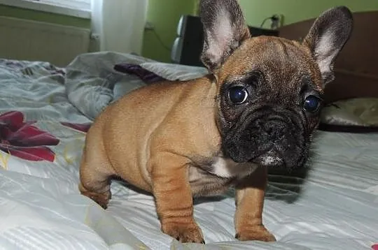 Buldog francuski śliczna suczka -opolskie