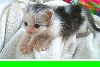 6 tyg.kociczka,przytulaśna,rozmruczana,kuetkowa.ADOPCJA,  świętokrzyskie Kielce