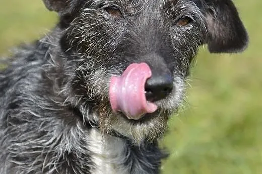 Alga - Szukam domu, łapa w łapę ... serce w serce 