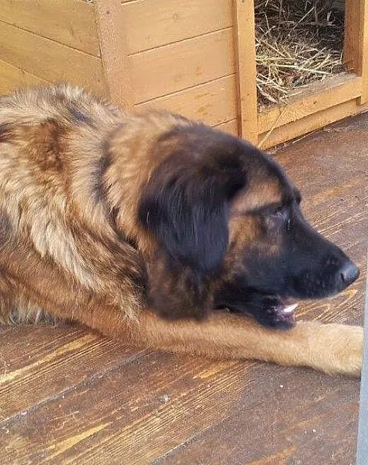 Bella w typie leonbergera, zachodniopomorskie Kos