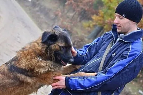Bella w typie leonbergera,  zachodniopomorskie Kos