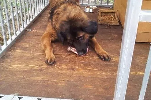 Bella w typie leonbergera,  zachodniopomorskie Kos