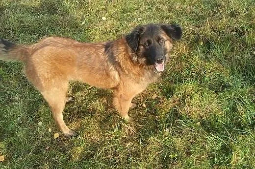 Bella w typie leonbergera,  zachodniopomorskie Kos