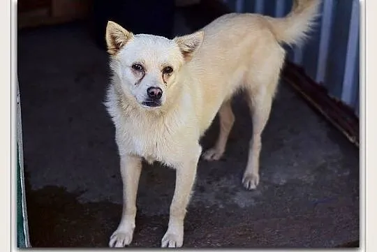Średni,kontaktowy,troche niesmiały,łagodny,zaszczepiony psiak FRANCUZ.Adopcja, Łódzkie, Łódź