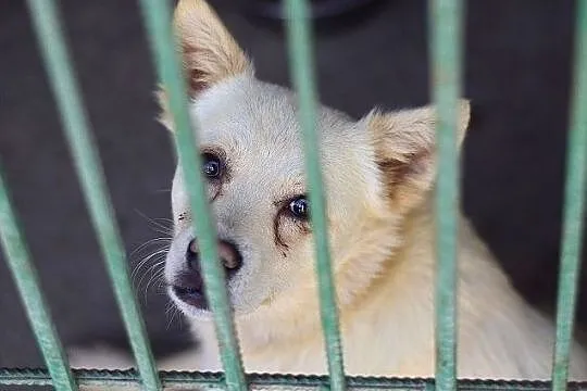 Średni,kontaktowy,troche niesmiały,łagodny,zaszczepiony psiak FRANCUZ.Adopcja, Łódzkie, Łódź