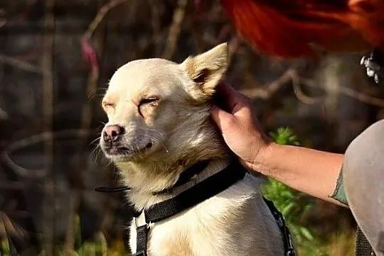 Średni,kontaktowy,troche niesmiały,łagodny,zaszczepiony psiak FRANCUZ.Adopcja, Łódzkie, Łódź