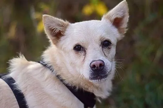 Średni,kontaktowy,troche niesmiały,łagodny,zaszczepiony psiak FRANCUZ.Adopcja, Łódzkie, Łódź